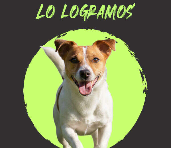 APRUEBA CONGRESO CDMX PROPUESTA VERDE PARA QUE ALCALDÍAS PUEDAN CREAR ZONAS DE RECREACIÓN PARA PERROS EN PARQUES