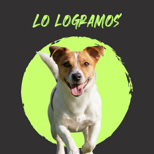 APRUEBA CONGRESO CDMX PROPUESTA VERDE PARA QUE ALCALDÍAS PUEDAN CREAR ZONAS DE RECREACIÓN PARA PERROS EN PARQUES